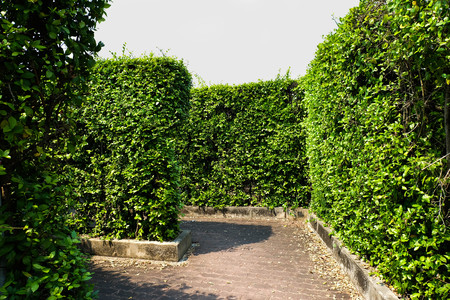 61765726 – hedges in maze garden