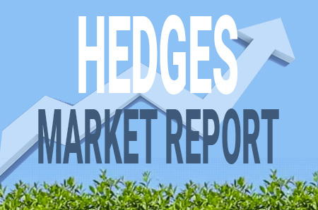 hedges market report december