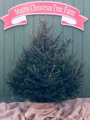 Ball and burlap tree