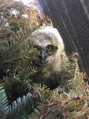 Owl in tree