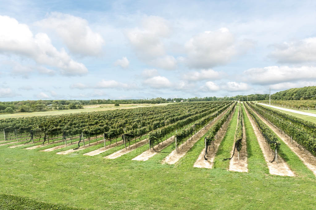 North Fork vineyard