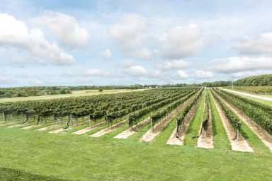North Fork vineyard