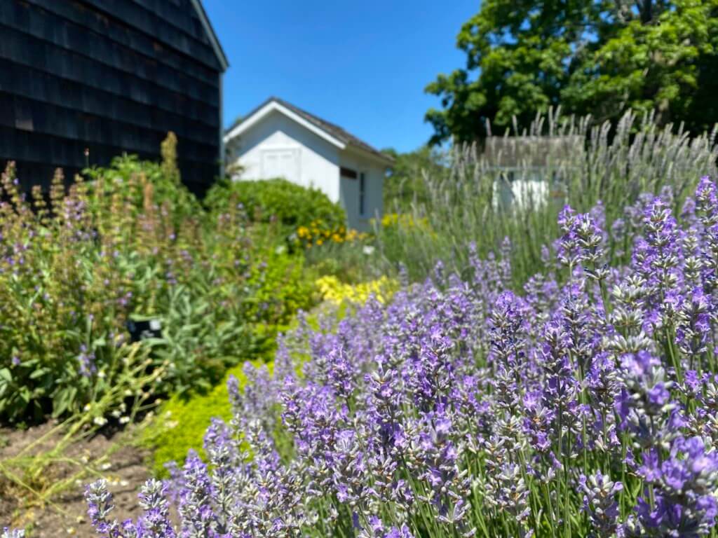 Southold Colonial Herb Garden