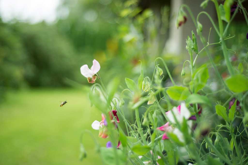 pollinator gardens