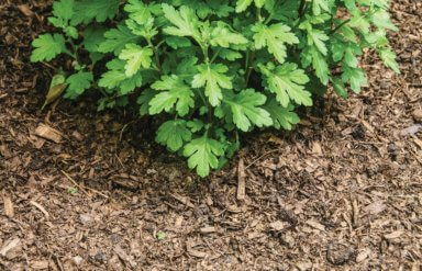 Adding a layer of mulch around plants can insulate roots and the soil against hard frosts.