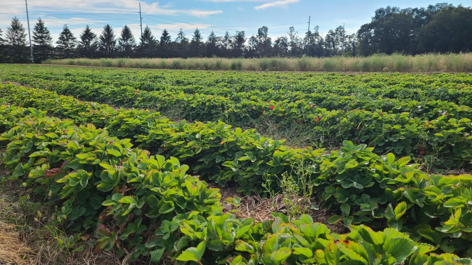 With ’22 Successes, Peconic Land Trust Readies for 40th Year