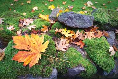 moss lawn