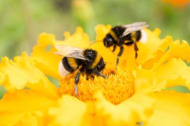 bees, garden, lawns