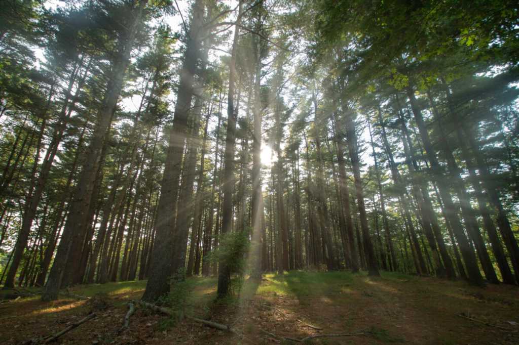 Sun streams through the Pine Barrens at the entrance of South Haven County Park, Long Island NY