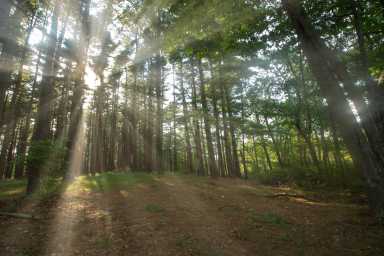 Pine Barrens