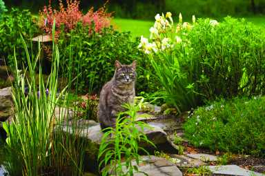 cat, garden, plants, cats, dogs, risk