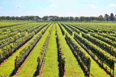Lieb Cellars, Cutchogue, North Fork