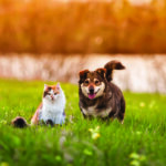 Pet owners who aspire to have beautiful lawns will have to take a few extra steps to ensure lawns can persevere despite the presence of furry companions.