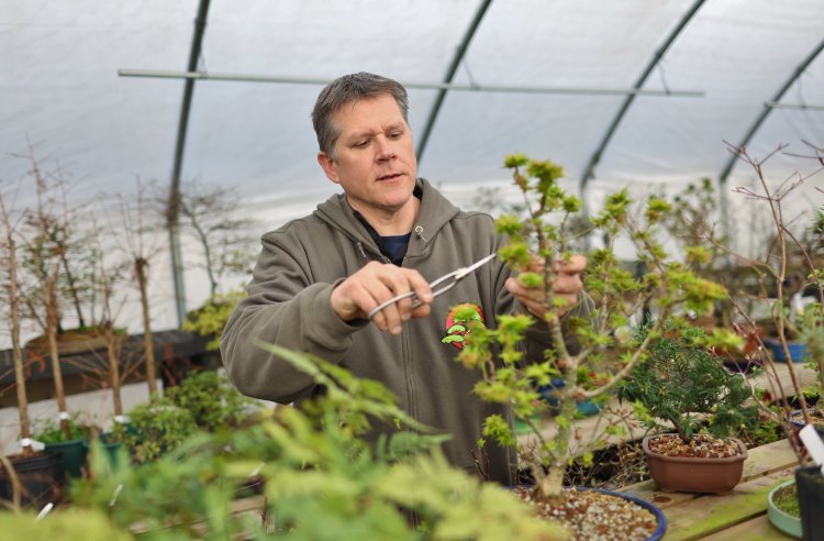 Chris Hayes, bonsai