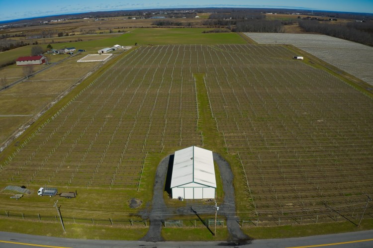 McCullough Vineyard, Riverhead, North Fork, for sale