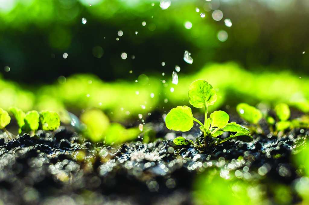 As the weather warms up, consider these tips to help bring a garden back to life. spring garden