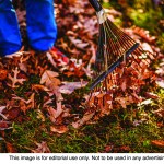 clean up leaves