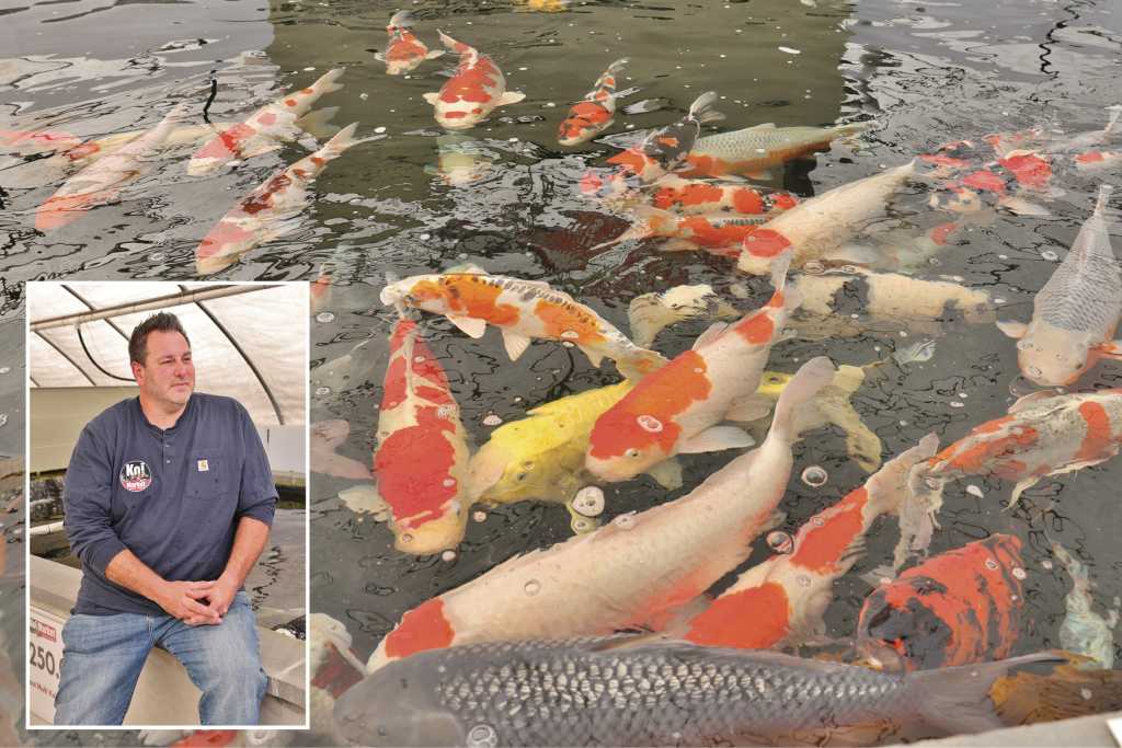 Koi Market, Japanese Koi