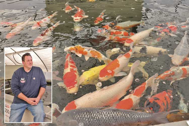 Koi Market, Japanese Koi