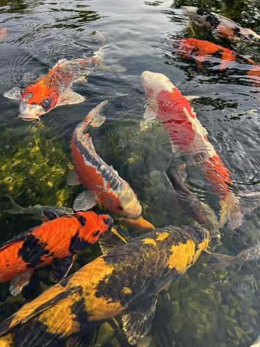 Koi Market, Japanese Koi