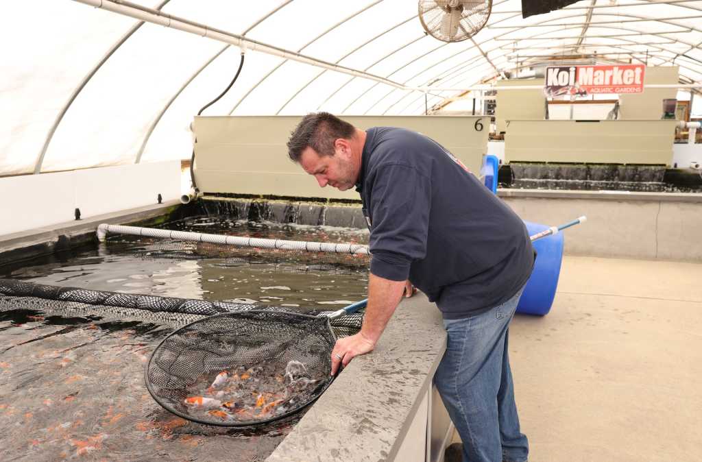 Koi Market, Japanese Koi