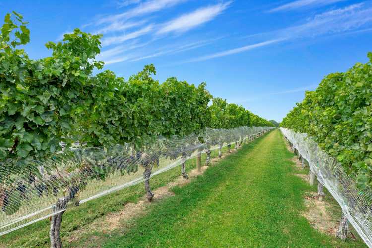 North Fork, Osprey’s Dominion Winery